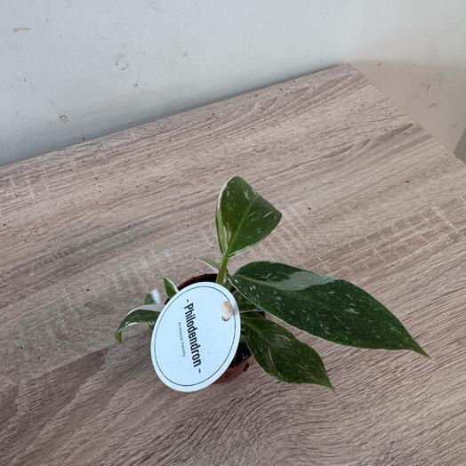 Филодендрон white Princess