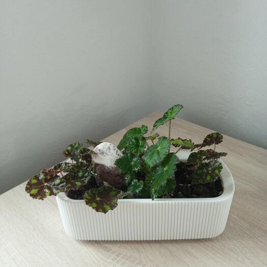 Бегония композиция