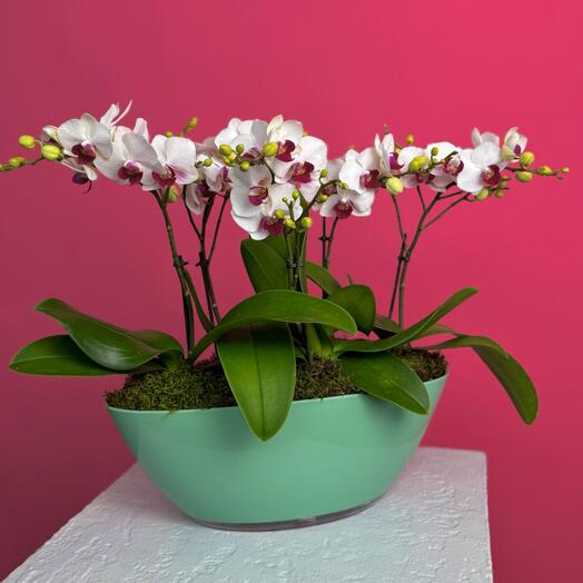 Орхидеи белые в лодочке
