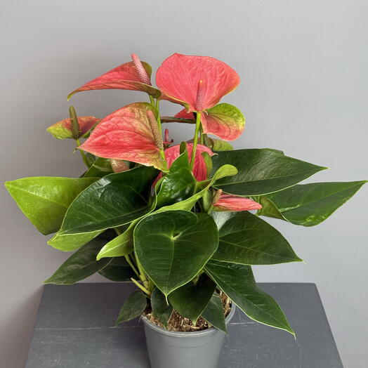 Антуриум розовый ☘️