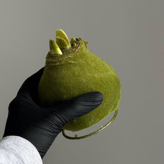 Амариллис в воске