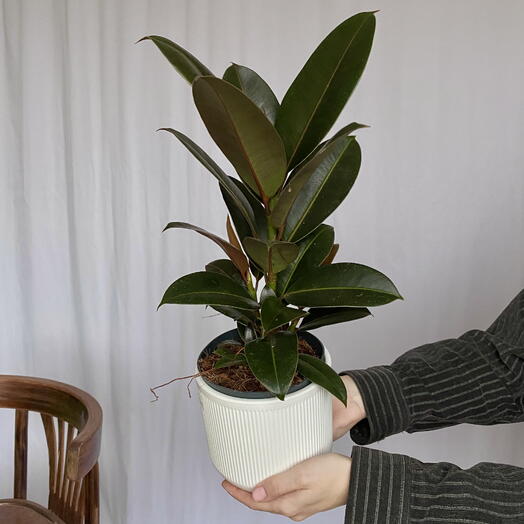 Фикус эластика Абиджан, 45 см