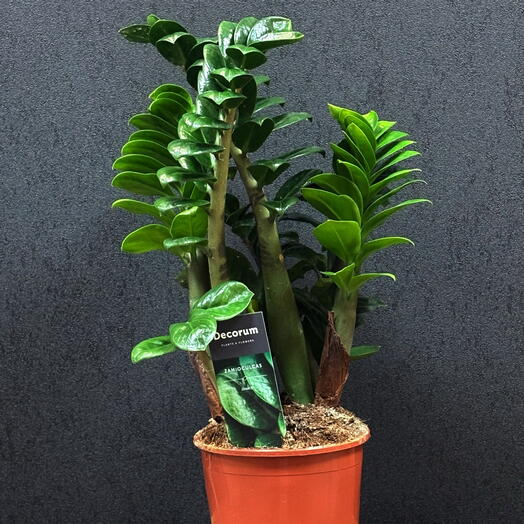 Замиакулькас, крупный