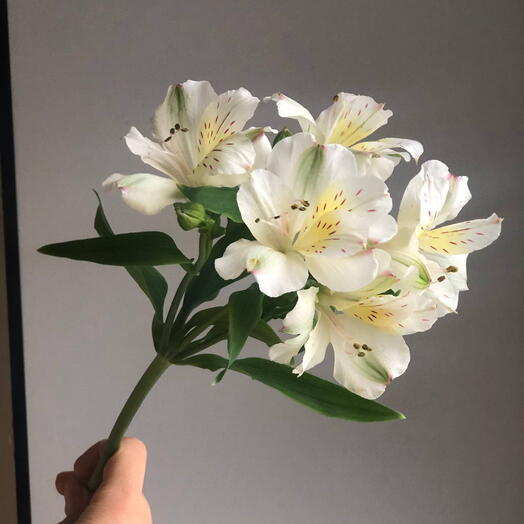 Альстромерия белая