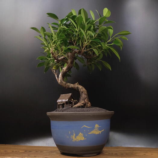 Бонсай Фикус гинсенг, 50 см,  21 год