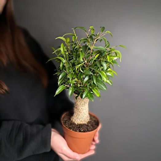 Фикус Бенджамина ярко-зеленый