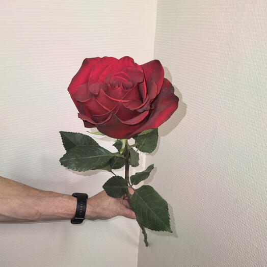 Роза 1 штука 80 см