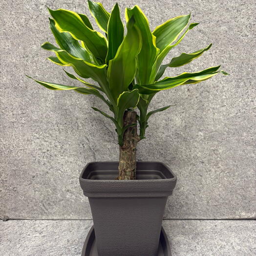 Драцена фрагранс Голден Кост  В кашпо