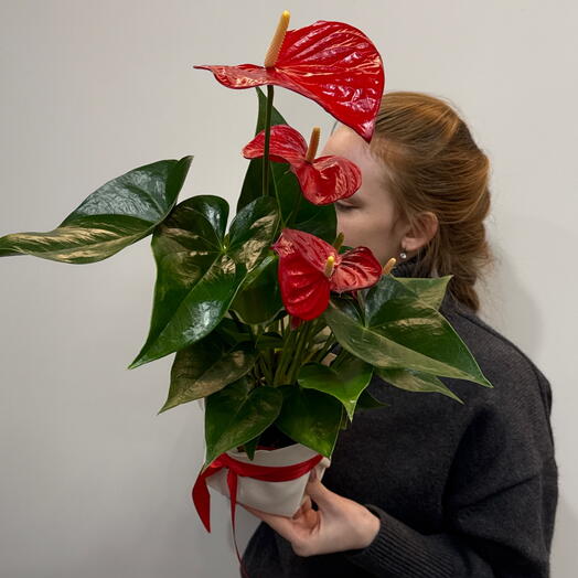 Антуриум Андре красный 14см