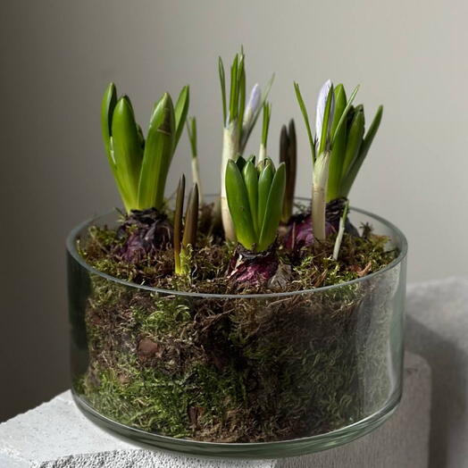 ПервоЦветы в стекле Аромат весны