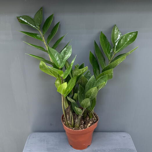 Замиокулькас (Zamioculcas zamiifolia)