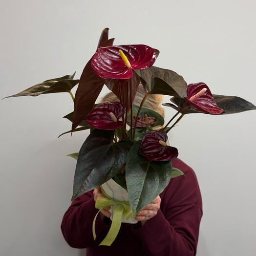 Антуриум Деликате Винный 14см