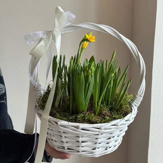 Корзина с первоцветами (нарциссы, мускари,гиацинты в луковицах)