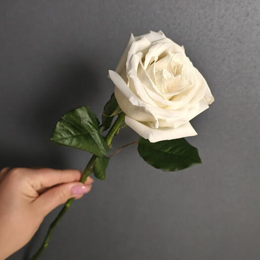 Роза белая Эквадор/цветы штучно/Цветы в Магнитогорске
