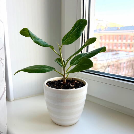 Ficus bengalí Audrey