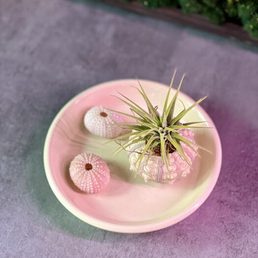 Тилландсия Ионанта Зеленая (Tillandsia Ionantha Green)