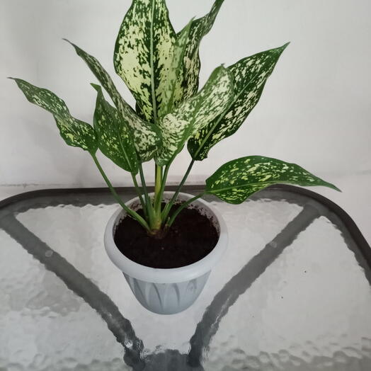 Аглаонема   Lemon Queen