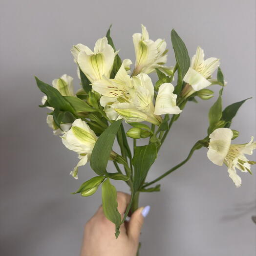 Альстрамерия белая