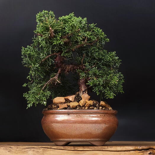 Бонсай Можжевельник, 25см, 16 лет