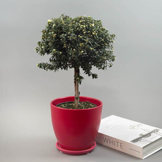 Мирт с бутонами (дерево Счастья) в красном горшке
