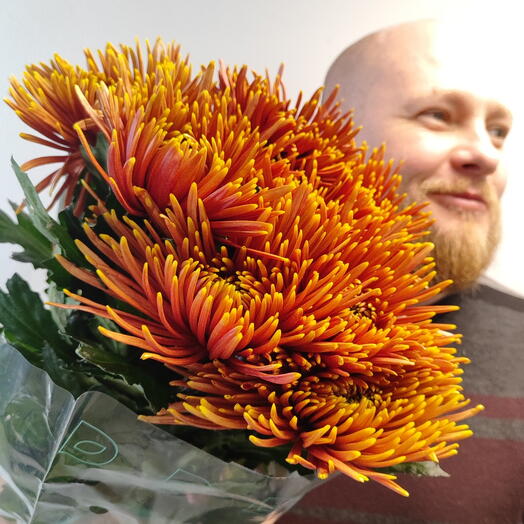 Пачка (10шт) хризантема Саффина Дарк