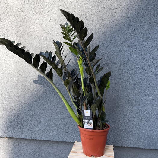 Замиокулькас Черный