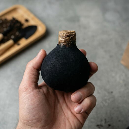 Амариллис в воске «Ночной бархат»