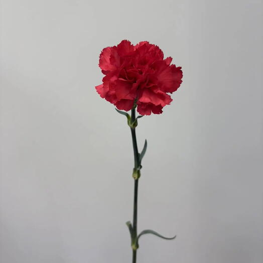 Гвоздика