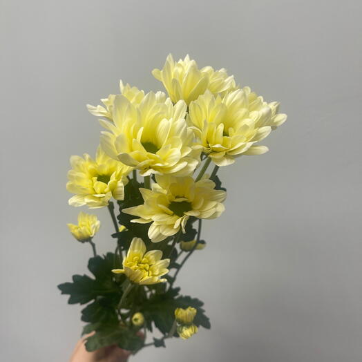 Хризантема кустовая желтая 💛