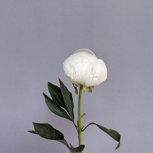 Пион white