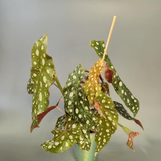 Бегония maculata