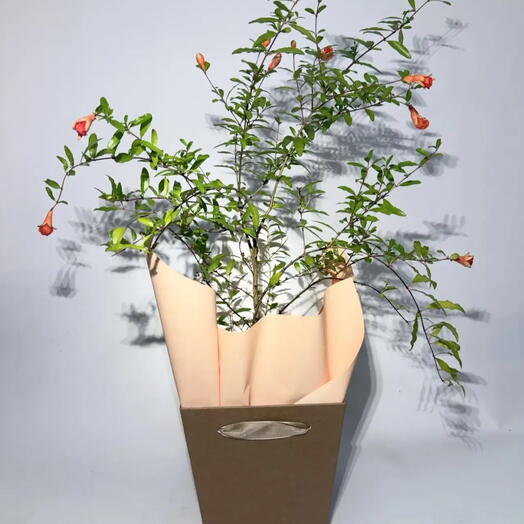🍎 Комнатный гранат Punica granatum — символ процветания, который 
цветет и плодоносит у вас дома