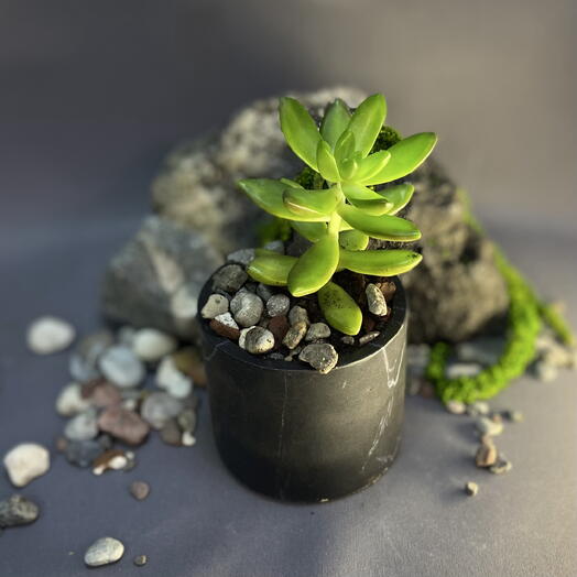 Седум Нуссбаумера / Sedum nussbaumerianum