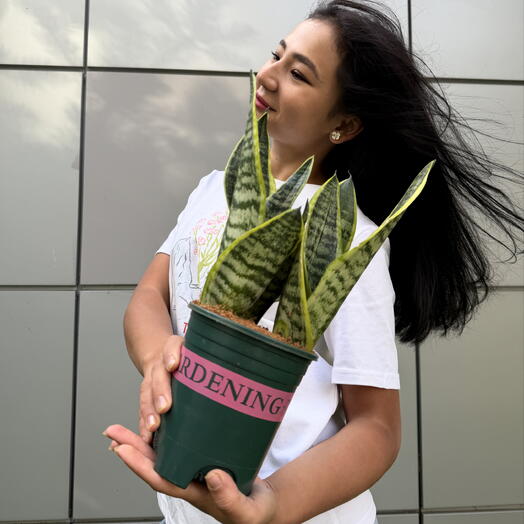 Sansevieria Black Gold