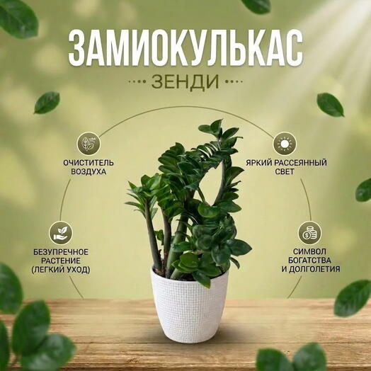 Замиокулькас Зенди