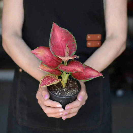 «Аглаонема Красный Циркон» (Aglaonema Red Zirkon)