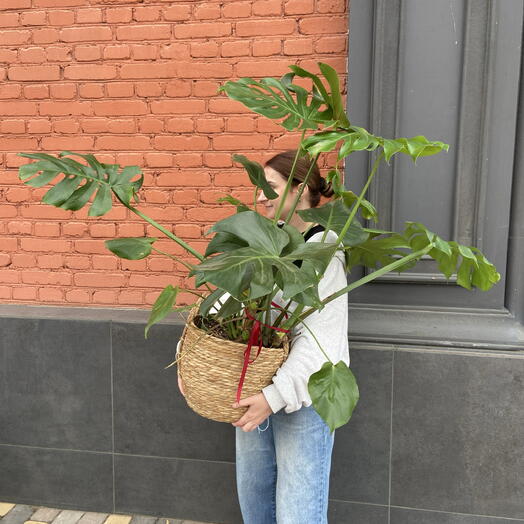 Монстера в корзине
