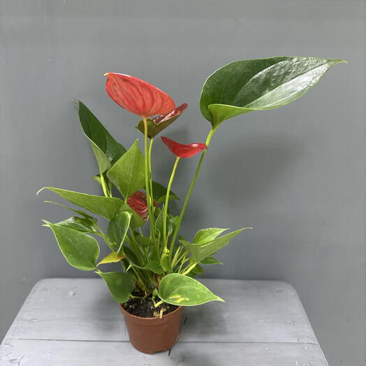 Антуриум Андре (Anthurium andreanum)