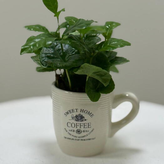 Arabica Coffee