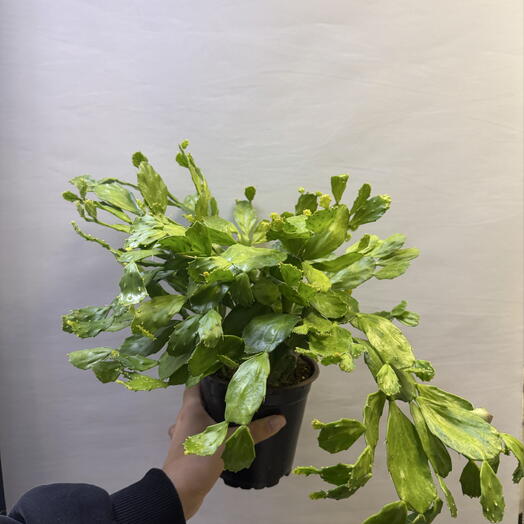 Опунция мелковолосистая 🌵