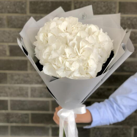 Hydrangea white