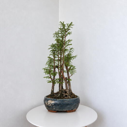 Bonsai Metasequoia