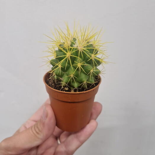 Кактус 🌵желтенький