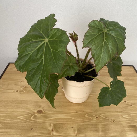 Бегония Begonia