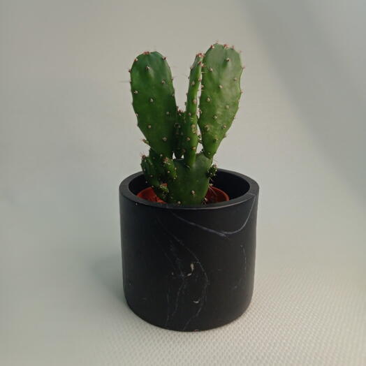 Кактус Опунция Монаканта / Opuntia monacantha