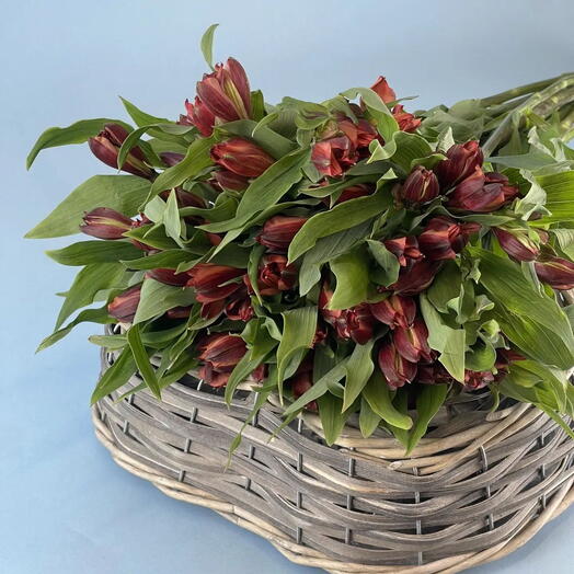 Пачка Альстромерия, 10 шт