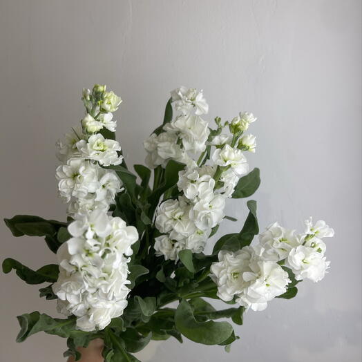 Метиолла белая 7