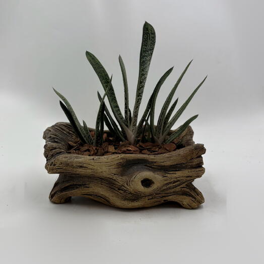 Композиция из гастерий (Gasteria) в кашпо