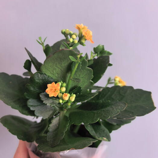 Каланхоэ