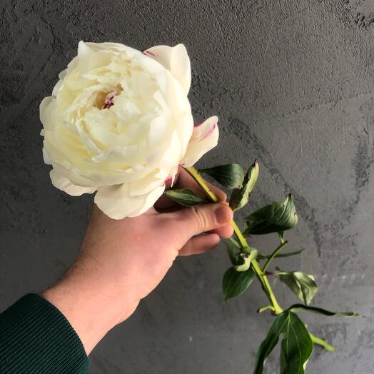Peonía blanca